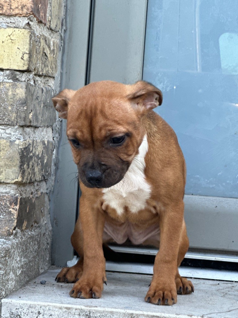 High Hill's Bull - Chiot disponible  - Staffordshire Bull Terrier