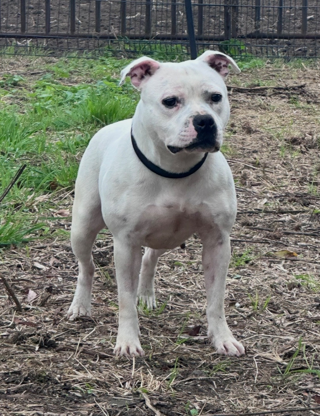 CREMA AFRICANA  vangerbull