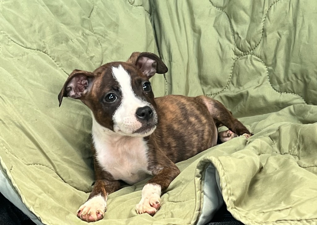 High Hill's Bull - Chiots disponibles - Staffordshire Bull Terrier