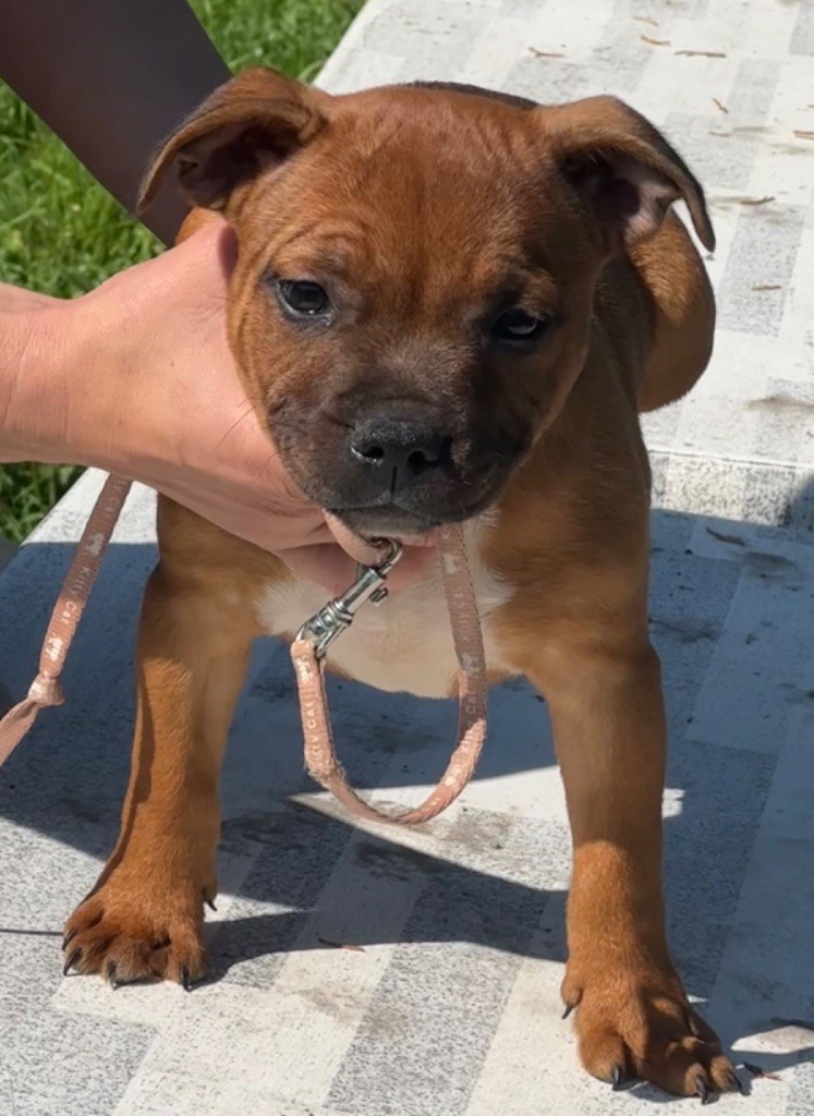 High Hill's Bull - Staffordshire Bull Terrier - Portée née le 25/06/2023